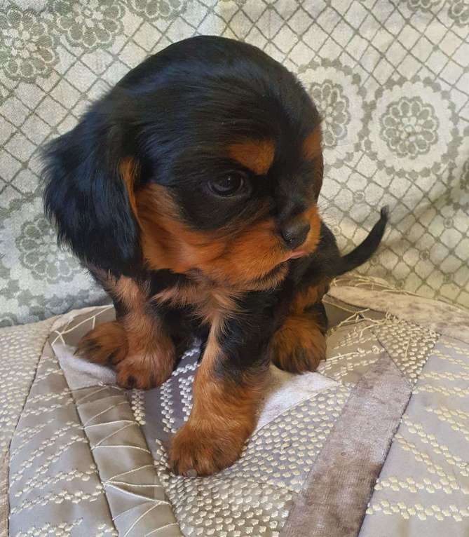 Собаки в других городах Московской области: Предлагаем вам стать владельцем щенка королевской породы Мальчик, 60 000 руб. - фото 3