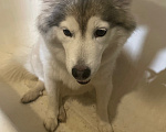 Собаки в Пушкино: Отдам собаку в добрые руки Девочка, Бесплатно - фото 1
