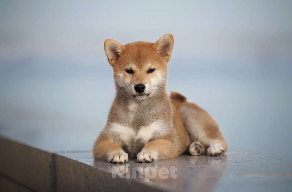 Собаки в Москве: Щенок сиба девочка рыжего окраса  Девочка, 60 000 руб. - фото 1
