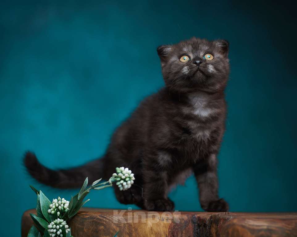 Кошки в Барнауле: Кошечка - фолд Тамара🖤 Девочка, Бесплатно - фото 1