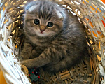 Кошки в Малмыже: Шотландские котята, 5 000 руб. - фото 1