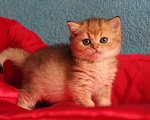 Кошки в Клине: Ласковый малыш Мальчик, 20 000 руб. - фото 4