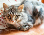 Кошки в Москве: Котик Индир из приюта  ищет дом Мальчик, Бесплатно - фото 1