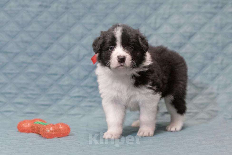 Собаки в Москве: Умнейшая девочка бордер-колли Девочка, Бесплатно - фото 2