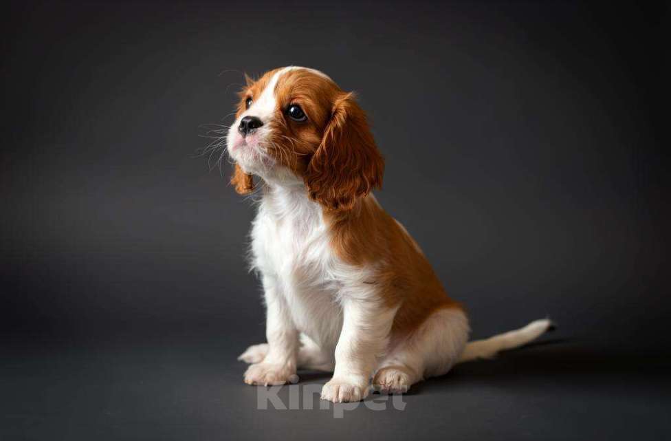 Собаки в Подольске: Продаю щенков породы кавалер кинг чарльз спаниеля Разнополые, Бесплатно - фото 4