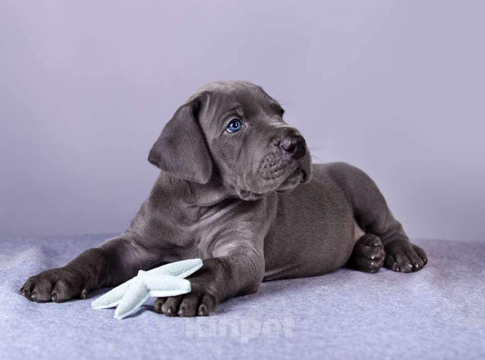 Собаки в Нижнем Новгороде: Немецкий Дог Чемпион Моего Сердца (Голубая лента) Мальчик, 100 000 руб. - фото 7