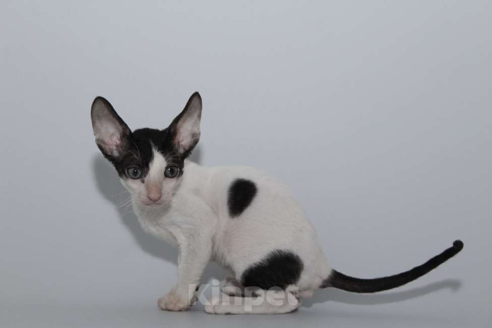 Кошки в Москве: котята из питомника Корнелита Мальчик, 80 000 руб. - фото 4