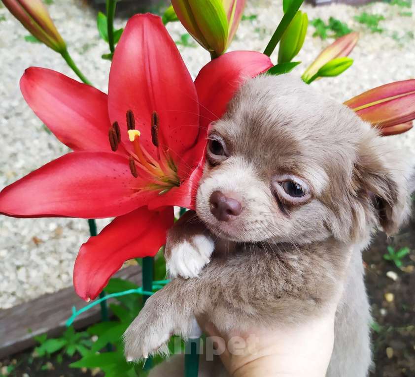 Собаки в Москве: Лиловая дш девочка чихуахуа  Девочка, 60 000 руб. - фото 6