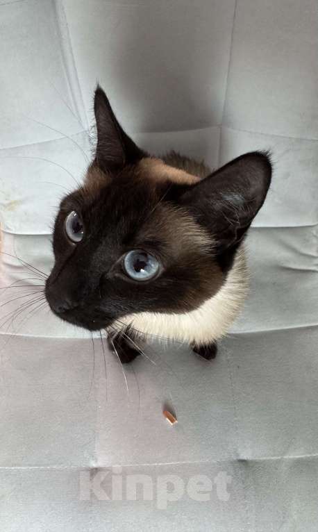 Кошки в Иркутске: Отдам кошку в добрые руки Девочка, 1 руб. - фото 6