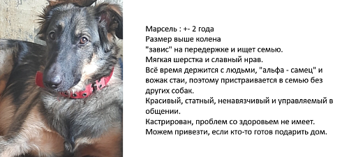 Объявление: Отдаю собак в добрые руки, Бесплатно, Москва