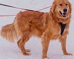 Собаки в Москве: Энцо Мальчик, Бесплатно - фото 4