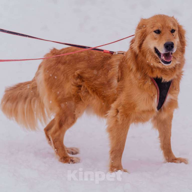 Собаки в Москве: Энцо Мальчик, Бесплатно - фото 4