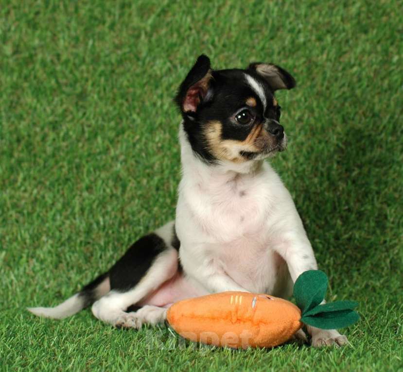 Собаки в Москве: Веселая девчуля Девочка, 17 000 руб. - фото 8