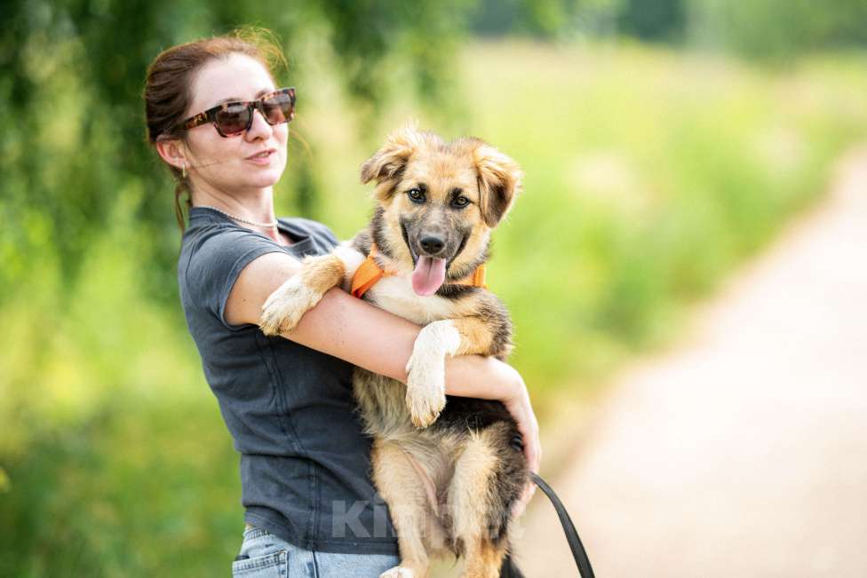 Собаки в Кубинке: Крошка Асти из приюта ищет дом Девочка, Бесплатно - фото 6