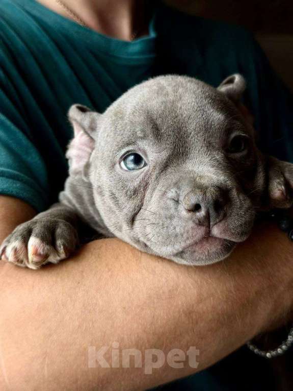 Собаки в Москве: Сэмми Девочка, 135 000 руб. - фото 1