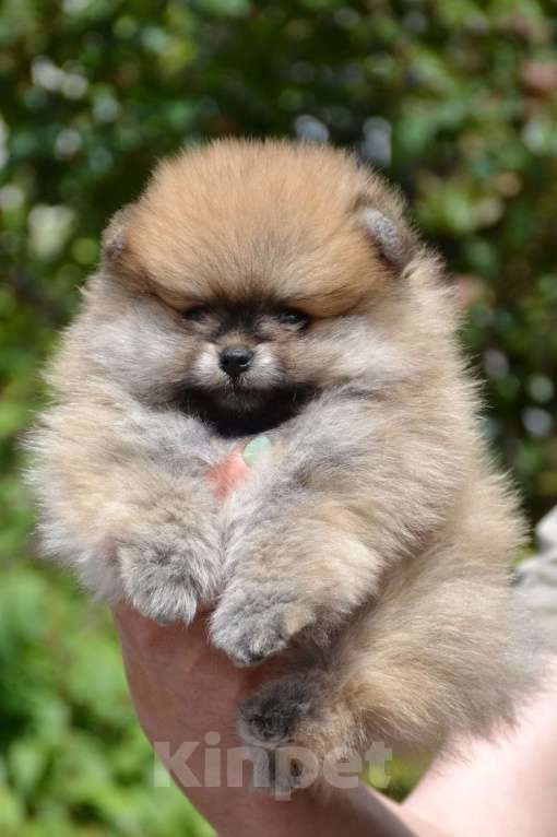 Собаки в Новороссийске: Красивые мальчишки померанского шпица Мальчик, 30 000 руб. - фото 2