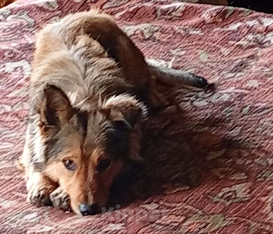 Собаки в других городах Краснодарского края: В добрые руки Мальчик, Бесплатно - фото 2