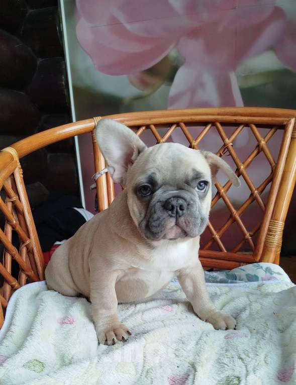 Собаки в Москве: Французский бульдог  Мальчик, 60 000 руб. - фото 1