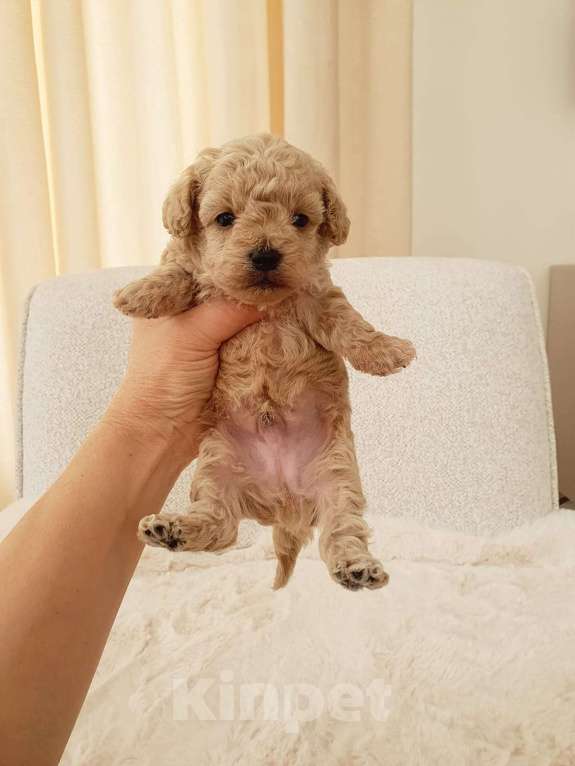 Собаки в Москве: Мальтипу f-1  Мальчик, Бесплатно - фото 2