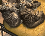Кошки в Белореченске: Котята мейн-кун Разнополые, 10 000 руб. - фото 4