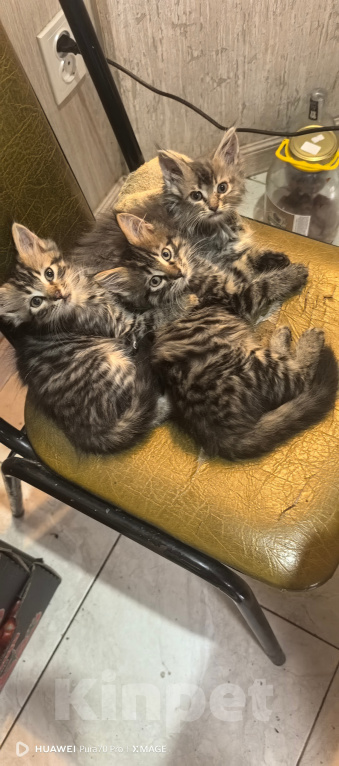 Кошки в Белореченске: Котята мейн-кун Разнополые, 10 000 руб. - фото 4