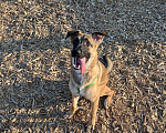 Собаки в Мытищах: Метис Джесси ищет дом  Девочка, Бесплатно - фото 4