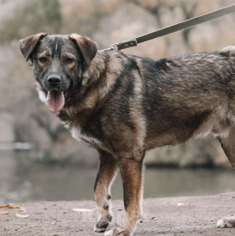 Собаки в Москве: Портос Мальчик, Бесплатно - фото 3