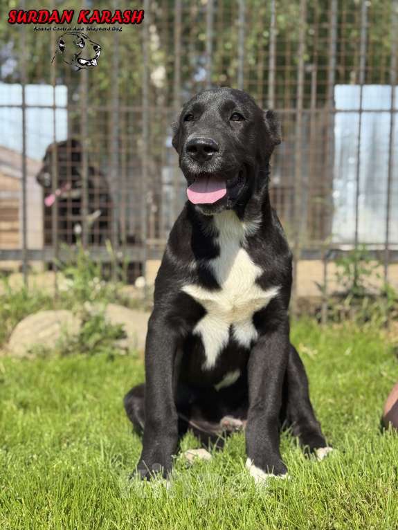 Собаки в Твери: Щенок алабая (мальчик) Мальчик, 100 000 руб. - фото 3