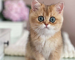 Кошки в Владивостоке: Девочка британская короткошерстная Девочка, 60 000 руб. - фото 2