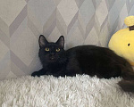 Кошки в Москве: Черный Бумер Мальчик, Бесплатно - фото 3