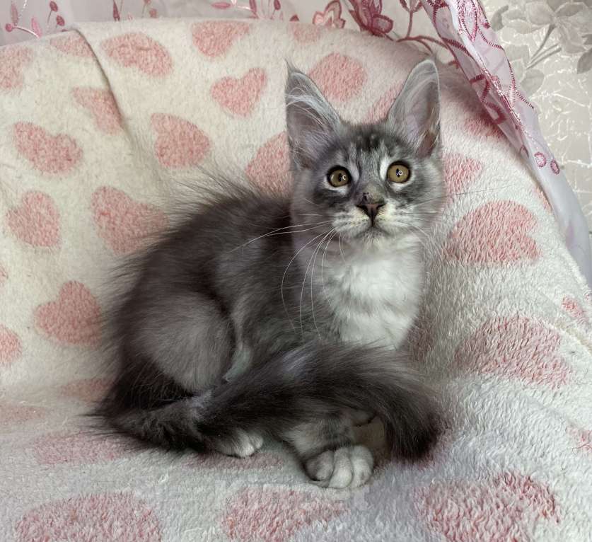 Кошки в Дмитрове: Черная серебристая мраморная девочка мейн кун Cindy Девочка, 20 000 руб. - фото 6