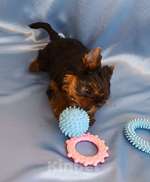 Собаки в Санкт-Петербурге: Щенок йоркширского терьера.  Мальчик, 50 000 руб. - фото 8