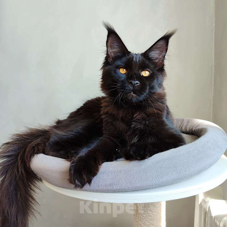 Кошки в Красноярске: Кошечка мейн-кун Девочка, 35 000 руб. - фото 2