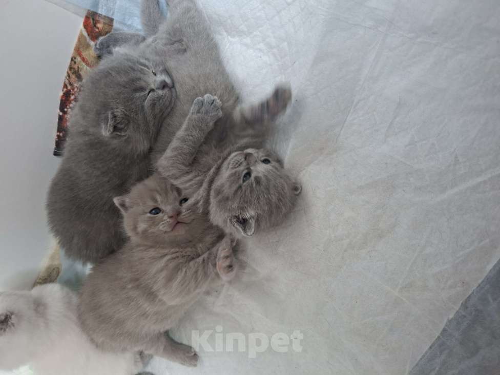 Кошки в Санкт-Петербурге: Продается Шотландский прямоухий мальчик Мальчик, 30 000 руб. - фото 1