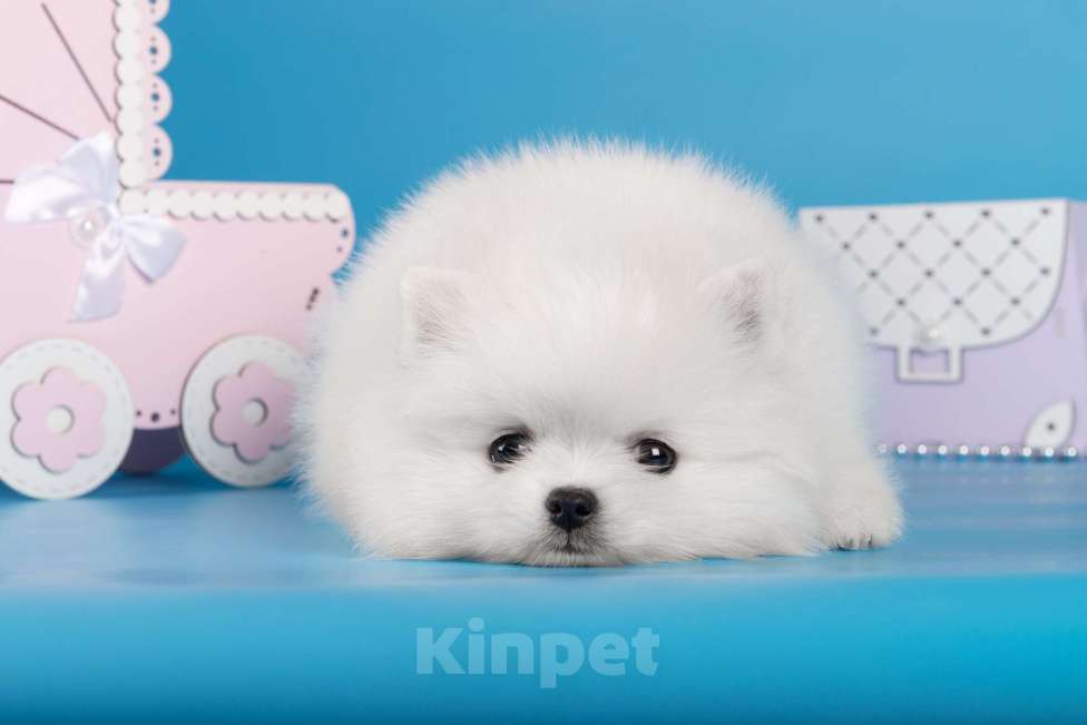 Собаки в Москве: Белая девочка шпиц Девочка, 80 000 руб. - фото 5