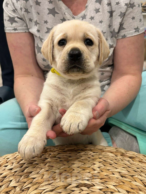 Собаки в Истре: Щенок лабрадора с отличной родословной, девочка Девочка, 70 000 руб. - фото 2