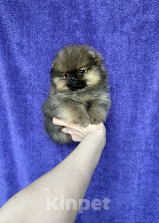 Собаки в Москве: Малышка Девочка, 28 000 руб. - фото 1