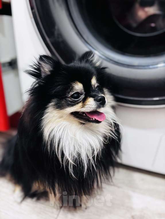 Собаки в Дзержинске: Померанский шпиц девочка Девочка, 27 000 руб. - фото 4