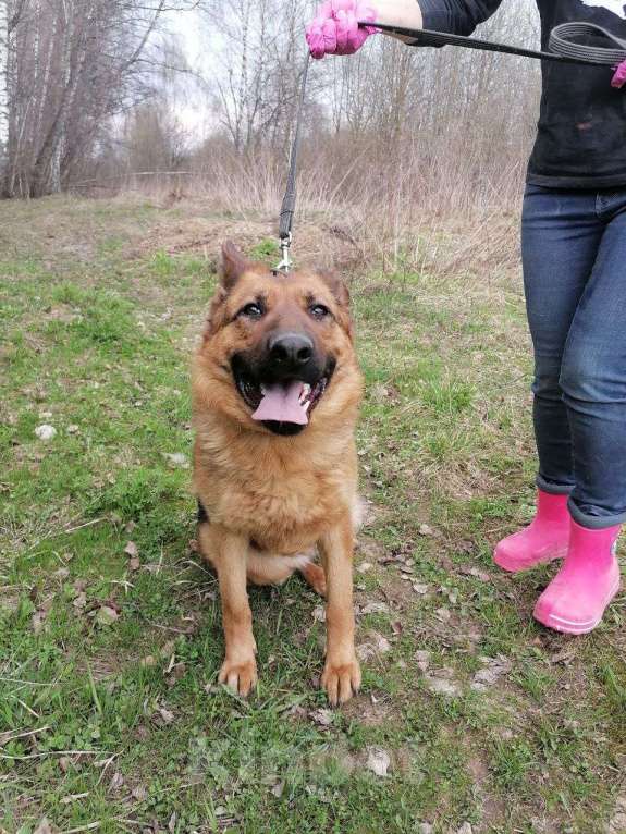 Собаки в Москве: Овчарка Акулина в дар Девочка, Бесплатно - фото 3
