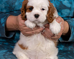 Собаки в Королеве: Кавалер Кинг Чарльз спаниель щенок девочка мини Девочка, 75 000 руб. - фото 4