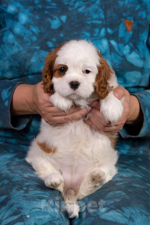 Собаки в Королеве: Кавалер Кинг Чарльз спаниель щенок девочка мини Девочка, 75 000 руб. - фото 4