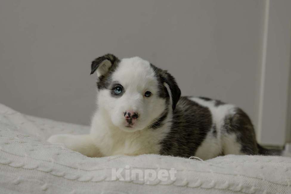 Собаки в Москве: Щенок с голубыми глазами в добрые руки Девочка, Бесплатно - фото 5