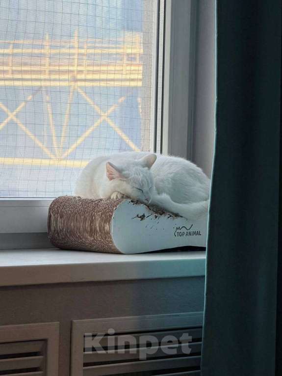 Кошки в Москве: Кошечка Зефирка ищет дом Девочка, 33 руб. - фото 3