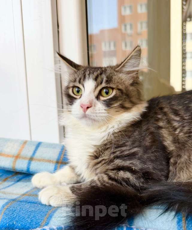 Кошки в Москве: Пушистый котёнок Нафаня в добрые руки Мальчик, Бесплатно - фото 4