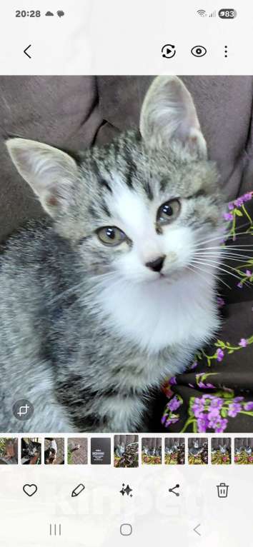 Кошки в других городах Краснодарского края: Котенок Девочка, Бесплатно - фото 3