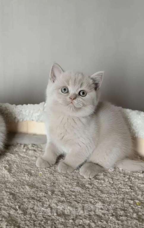 Кошки в Санкт-Петербурге: Британка лилового окраса. Девочка, 39 000 руб. - фото 1