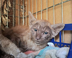 Кошки в Москве: Котёнок с "человеческим лицом" в добрые руки  Мальчик, Бесплатно - фото 2