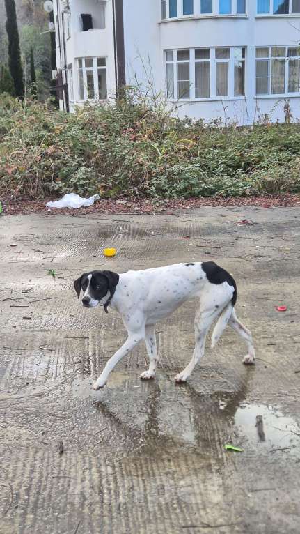 Собаки в Сочи: Найдена собака Мальчик, Бесплатно - фото 3