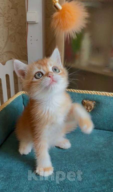 Кошки в Москве: Консул Мальчик, 45 000 руб. - фото 1