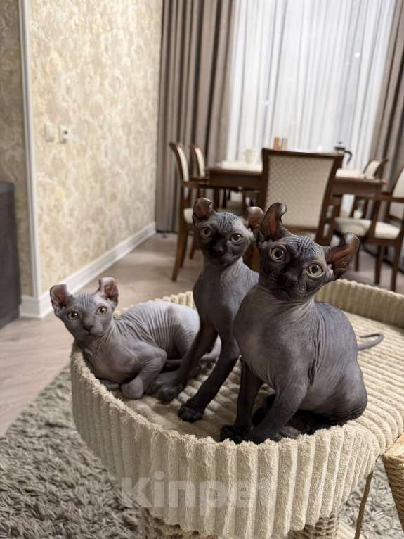 Кошки в Химках: Котенок Эльф мальчик Мальчик, 55 000 руб. - фото 3